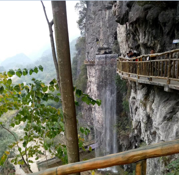 仙踪林视频APP精密